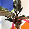 Philodendron 'Autumn Falls' - British Grown - Sprouts of Bristol