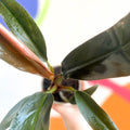 Philodendron 'Autumn Falls' - British Grown - Sprouts of Bristol