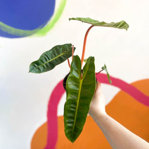 Philodendron billietiae - Sprouts of Bristol