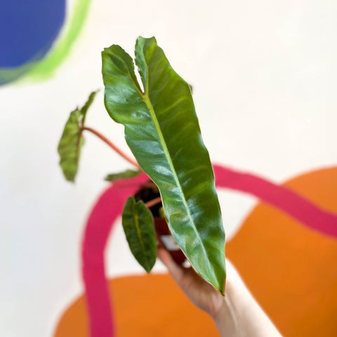 Philodendron billietiae - Sprouts of Bristol