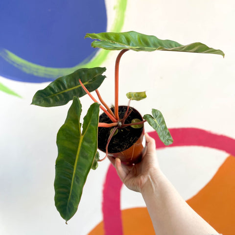 Philodendron billietiae - Sprouts of Bristol