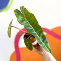 Philodendron billietiae - Sprouts of Bristol