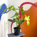 Philodendron bipennifolium aurea ’Golden Violin’ - Sprouts of Bristol