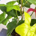 Philodendron bipennifolium aurea ’Golden Violin’ - Sprouts of Bristol