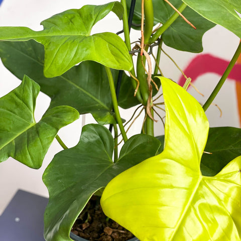 Philodendron bipennifolium aurea ’Golden Violin’ - Sprouts of Bristol