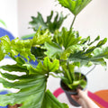 Philodendron bipinnatifidum 'Little Hope' - Sprouts of Bristol