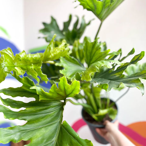 Philodendron bipinnatifidum 'Little Hope' - Sprouts of Bristol