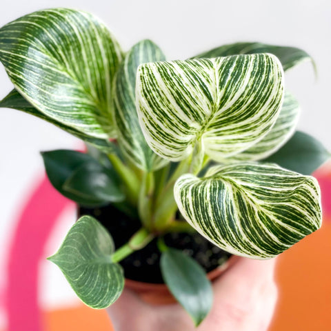 Philodendron birkin - Sprouts of Bristol