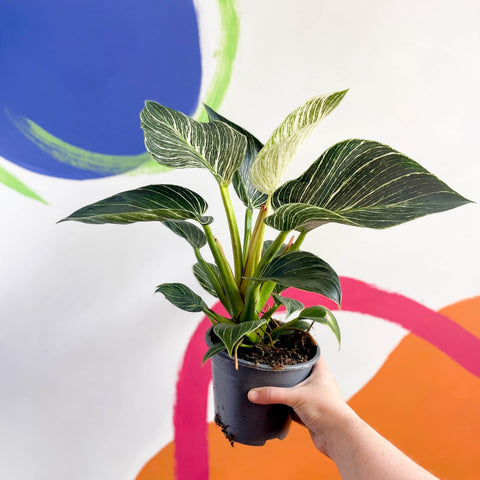 Philodendron birkin - Sprouts of Bristol