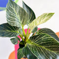 Philodendron birkin - Sprouts of Bristol