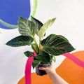 Philodendron birkin - Sprouts of Bristol
