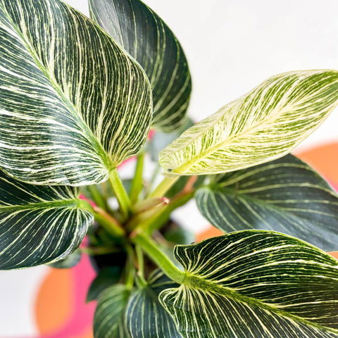 Philodendron birkin - Sprouts of Bristol