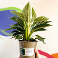 Philodendron 'Birkin' - British Grown - Sprouts of Bristol