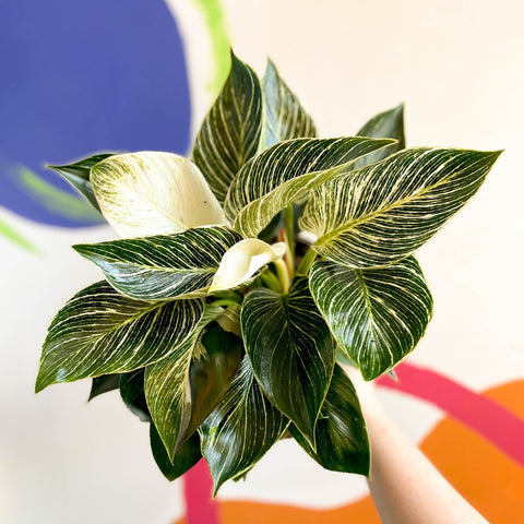 Philodendron 'Birkin' - British Grown - Sprouts of Bristol