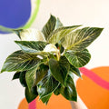 Philodendron 'Birkin' - British Grown - Sprouts of Bristol