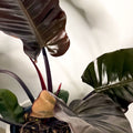 Philodendron 'Black Cardinal' - Sprouts of Bristol