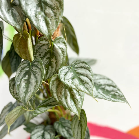 Philodendron brandtianum - Sprouts of Bristol