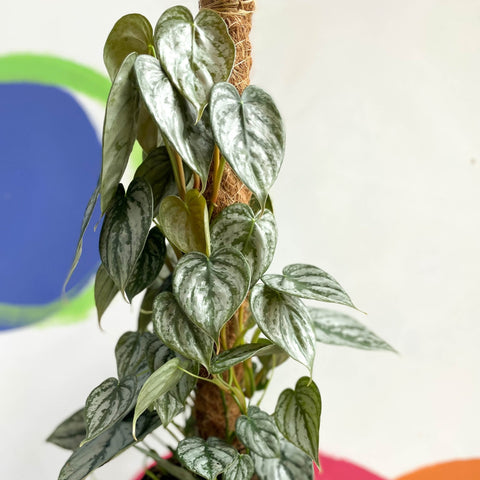 Philodendron brandtianum - Sprouts of Bristol