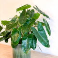 Philodendron 'Burle Marx' - Sprouts of Bristol