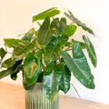 Philodendron 'Burle Marx' - Sprouts of Bristol