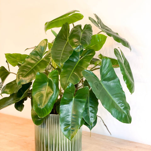 Philodendron 'Burle Marx' - Sprouts of Bristol