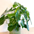 Philodendron 'Burle Marx' - Sprouts of Bristol