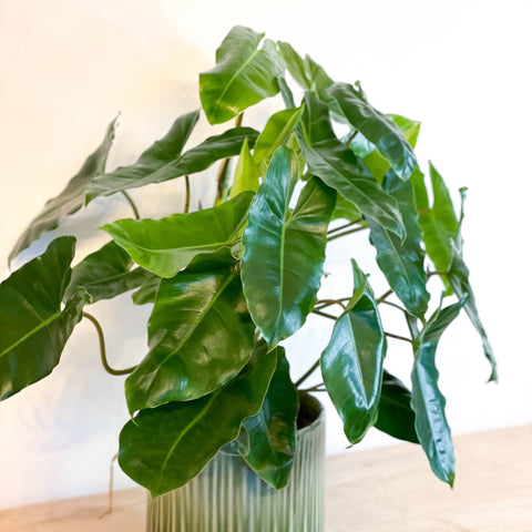 Philodendron 'Burle Marx' - Sprouts of Bristol