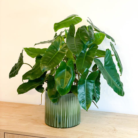 Philodendron 'Burle Marx' - Sprouts of Bristol