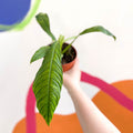 Philodendron campii 'Lynette' - Sprouts of Bristol