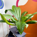 Philodendron campii 'Lynette' - Sprouts of Bristol