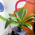 Philodendron campii 'Lynette' - Sprouts of Bristol