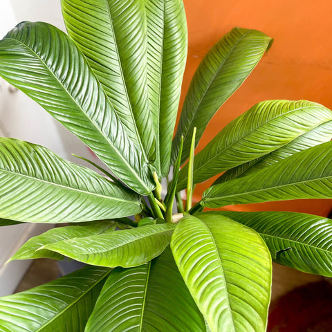 Philodendron campii 'Lynette' - Sprouts of Bristol