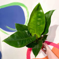 Philodendron erubescens 'Imperial Green' - Sprouts of Bristol