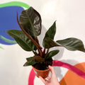 Philodendron erubescens 'Imperial Red' - Sprouts of Bristol