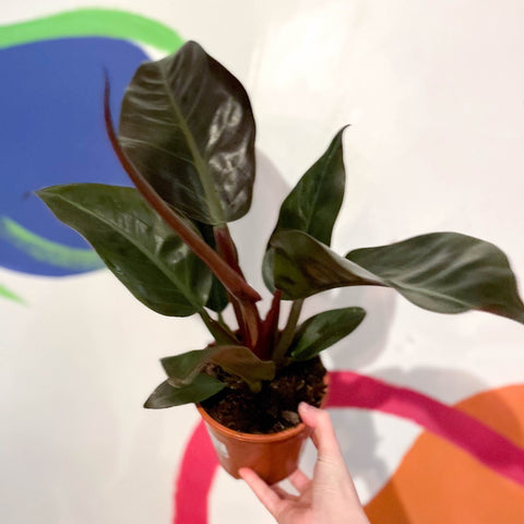 Philodendron erubescens 'Imperial Red' - Sprouts of Bristol