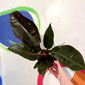 Philodendron erubescens 'Imperial Red' - Sprouts of Bristol
