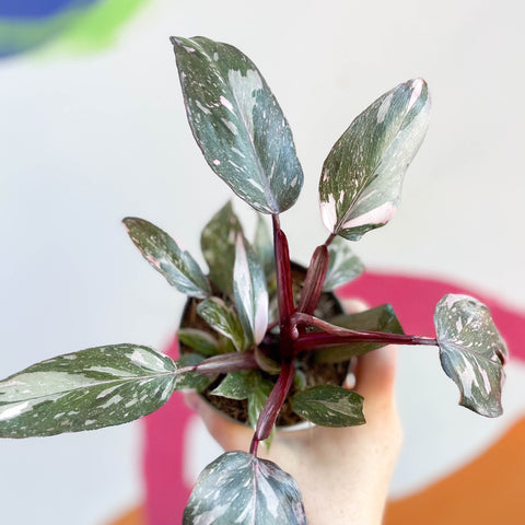 Philodendron erubescens 'Pink Princess' - Sprouts of Bristol