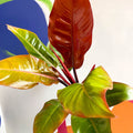 Philodendron erubescens 'Prince of Orange' - British Grown - Sprouts of Bristol