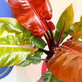 Philodendron erubescens 'Prince of Orange' - British Grown - Sprouts of Bristol