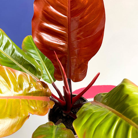 Philodendron erubescens 'Prince of Orange' - British Grown - Sprouts of Bristol