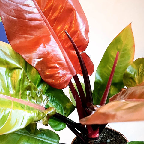 Philodendron erubescens 'Prince of Orange' - British Grown - Sprouts of Bristol