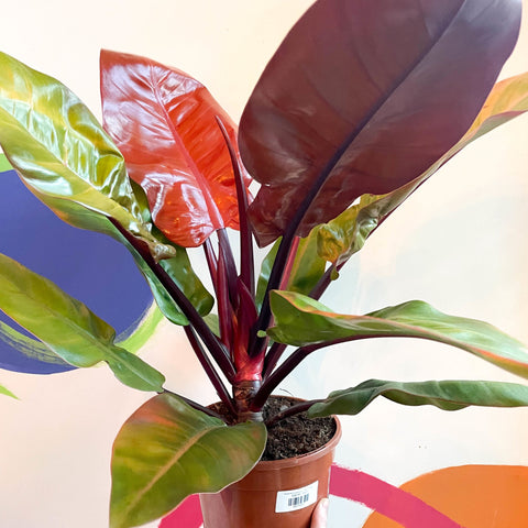 Philodendron erubescens 'Prince of Orange' - British Grown - Sprouts of Bristol