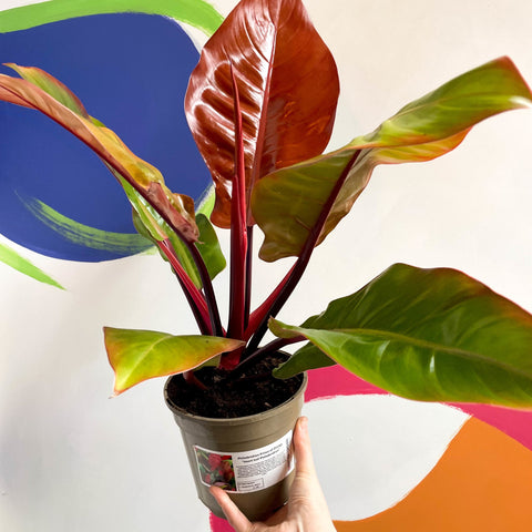 Philodendron erubescens 'Prince of Orange' - British Grown - Sprouts of Bristol