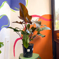 Philodendron 'Florida Bronze' - Sprouts of Bristol