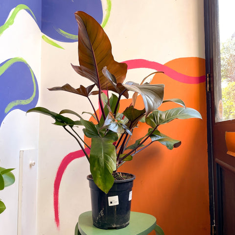Philodendron 'Florida Bronze' - Sprouts of Bristol