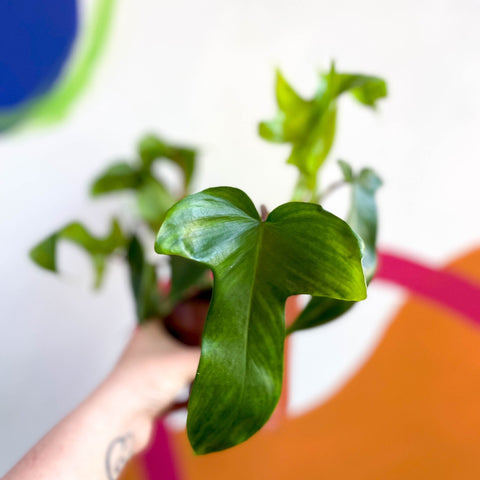 Philodendron 'Florida Green' - Sprouts of Bristol