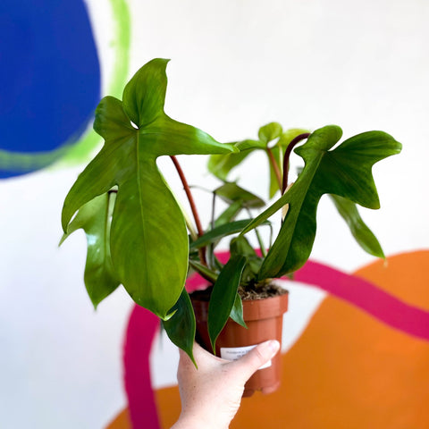 Philodendron 'Florida Green' - Sprouts of Bristol