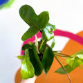 Philodendron 'Florida Green' - Sprouts of Bristol