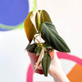 Philodendron gigas - Sprouts of Bristol