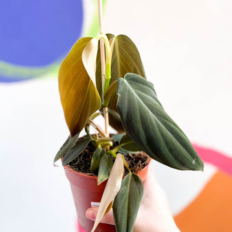 Philodendron gigas - Sprouts of Bristol